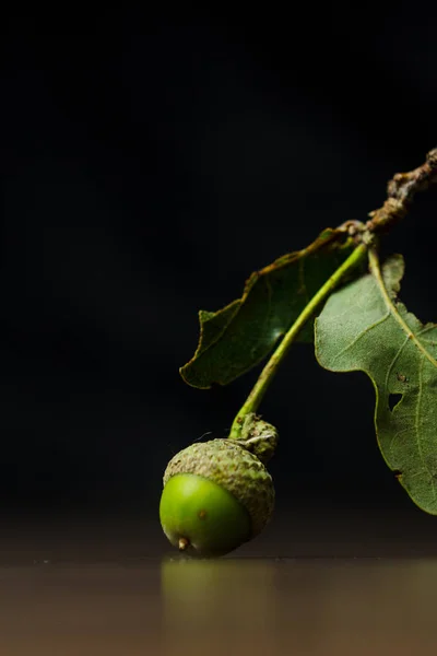 Junge grüne Eicheln liegen auf einem Holztisch in Großaufnahme auf schwarzem Hintergrund. Eichenfrüchte mit Blättern. vertikal — Stockfoto