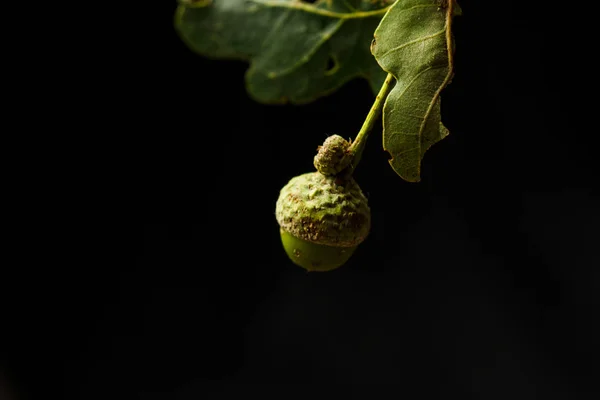 Bolotas verdes jovens close-up em um espaço de cópia de fundo preto. fruto de carvalho com folhas — Fotografia de Stock