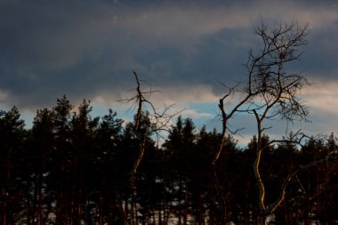 parlak mavi gökyüzünün arka planda koyu iğne yapraklı ağaçlar. Orman üzerinde gün batımı