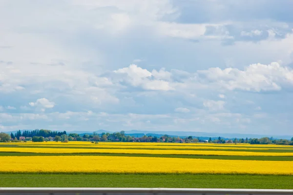 Um campo verde plantado com flores amarelas de colza contra um céu azul de verão. céu ensolarado sobre um prado multicolorido. serenidade, felicidade. papel de parede — Fotografia de Stock