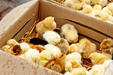 Üzerinde ceset olan sarı ve siyah ızgara tavuklar karton bir kutunun içinde üstten yakından bakıyorlar. yeni doğmuş civciv