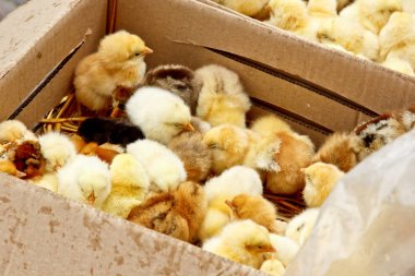 Üzerinde ceset olan sarı ve siyah ızgara tavuklar karton bir kutunun içinde üstten yakından bakıyorlar. yeni doğmuş civciv