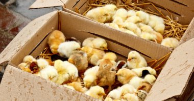 Üzerinde ceset olan sarı ve siyah ızgara tavuklar karton bir kutunun içinde üstten yakından bakıyorlar. yeni doğmuş civciv