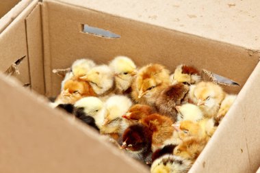 Üzerinde ceset olan sarı ve siyah ızgara tavuklar karton bir kutunun içinde üstten yakından bakıyorlar. yeni doğmuş civciv