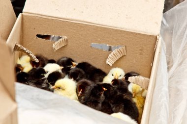 Üzerinde ceset olan sarı ve siyah ızgara tavuklar karton bir kutunun içinde üstten yakından bakıyorlar. yeni doğmuş civciv