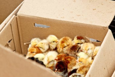 Üzerinde ceset olan sarı ve siyah ızgara tavuklar karton bir kutunun içinde üstten yakından bakıyorlar. yeni doğmuş civciv