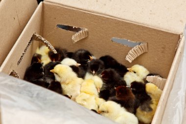 Üzerinde ceset olan sarı ve siyah ızgara tavuklar karton bir kutunun içinde üstten yakından bakıyorlar. yeni doğmuş civciv