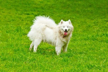 Bir kabarık beyaz köpek Cins sammy mutlu yeşil bir çim üzerinde oynar. evcil hayvan yürüyüş