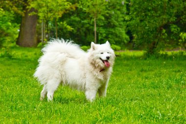 Bir kabarık beyaz köpek Cins sammy mutlu yeşil bir çim üzerinde oynar. evcil hayvan yürüyüş