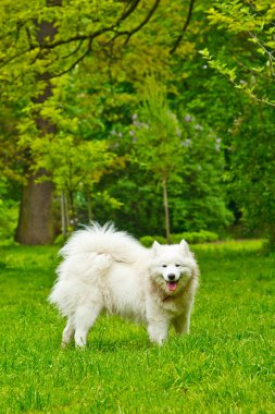 Bir kabarık beyaz köpek Cins sammy mutlu yeşil bir çim üzerinde oynar. evcil hayvan yürüyüş