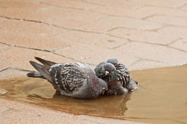 Пара серых голубей, плавающих в луже на улице. Птицы купаются в воде на тротуарной плите под дождем. любовь, дружба, забота — стоковое фото