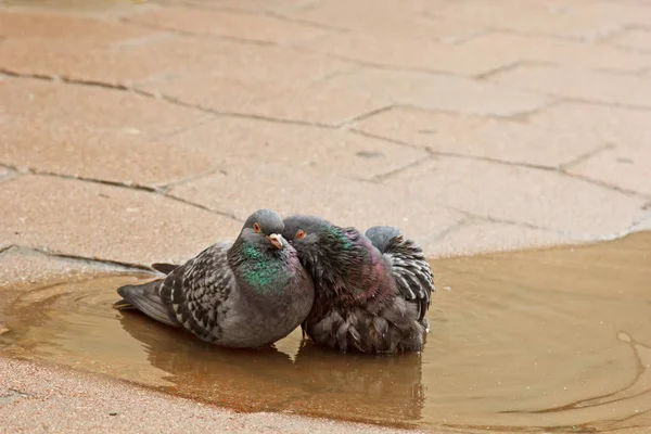 Pair of gray doves swimming in a puddle on the street. Birds bathe in water on paving slabs in the rain. love, friendship, care — Stock Photo, Image