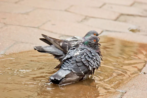 Пара серых голубей, плавающих в луже на улице. Птицы купаются в воде на тротуарной плите под дождем. любовь, дружба, забота — стоковое фото