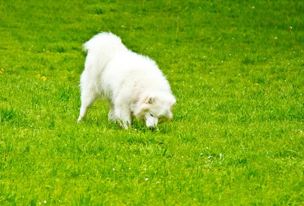 一只蓬松的白色狗品种萨米愉快地在绿色的草坪上玩耍。宠物步行 — 图库照片