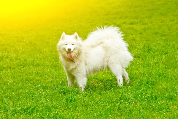 Chlupaté bílé psí plemeno šťastně hraje na zeleném trávníku. pěší chůze — Stock fotografie