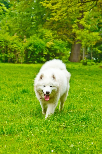 Ein flauschiger weißer Hunderasse Sammy spielt fröhlich auf einem grünen Rasen. Haustierspaziergang — Stockfoto