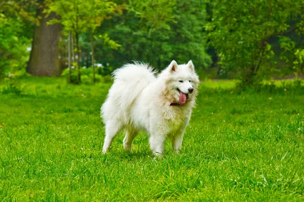 Chlupaté bílé psí plemeno šťastně hraje na zeleném trávníku. pěší chůze — Stock fotografie