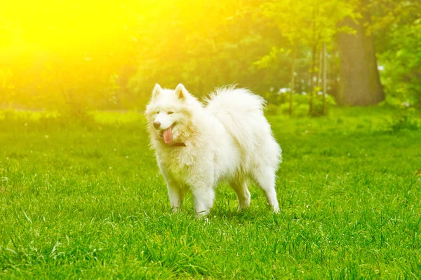 Um cão branco fofo raça sammy alegremente joga em um gramado verde. animal de estimação andando — Fotografia de Stock