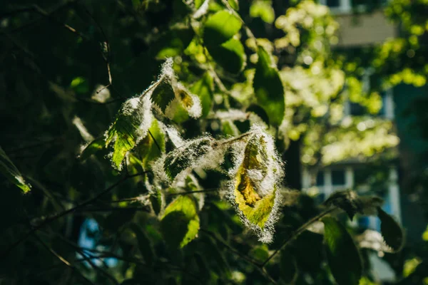 光の光の下で晴れた日に木の緑の葉にポプラのふわふわ。夏のアレルギー — ストック写真