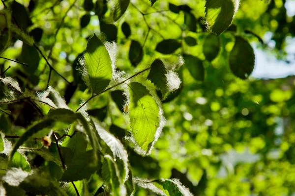 Işık ışınları altında güneşli bir günde bir ağacın yeşil yaprakları üzerinde kavak kabartmak yakın. yaz alerjisi — Stok fotoğraf