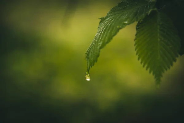 Krople wody po deszczu przepływu z zielonych liści na drzewach zbliżenie. Letni deszcz w słoneczny dzień. mokra Pogoda w przyrodzie makro — Zdjęcie stockowe