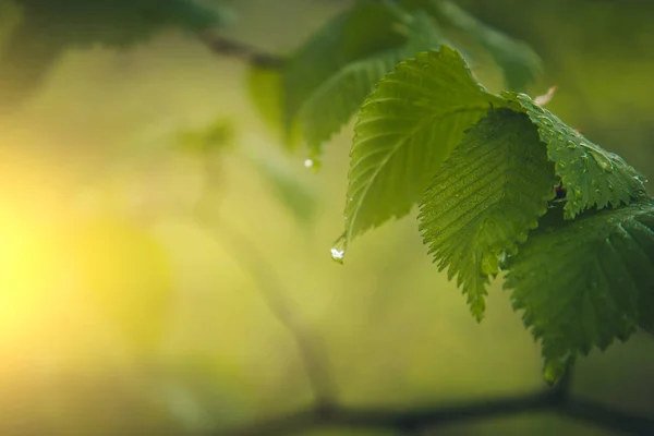 雨后水滴从树上的绿叶中流出。阳光明媚的夏天下雨。潮湿的天气在自然宏观 — 图库照片