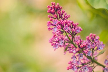 Pembe leylak çalı tomurcuk bulanık bokeh arka plan üzerinde yakın. dekoratif çiçeklerin bahar çiçek yakın çekim. bahçede çiçekaçma dalı. kopyalama alanı