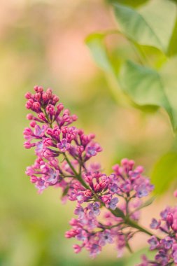 Pembe leylak çalı tomurcuk bulanık bokeh arka plan üzerinde yakın. dekoratif çiçeklerin bahar çiçek yakın çekim. bahçede çiçekaçma dalı. kopyalama alanı