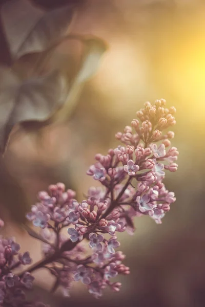 Roze Lila Bush Bud close-up op een wazig bokeh achtergrond. lente bloei van decoratieve bloemen close-up. bloeiende tak in de tuin. ruimte kopiëren — Stockfoto
