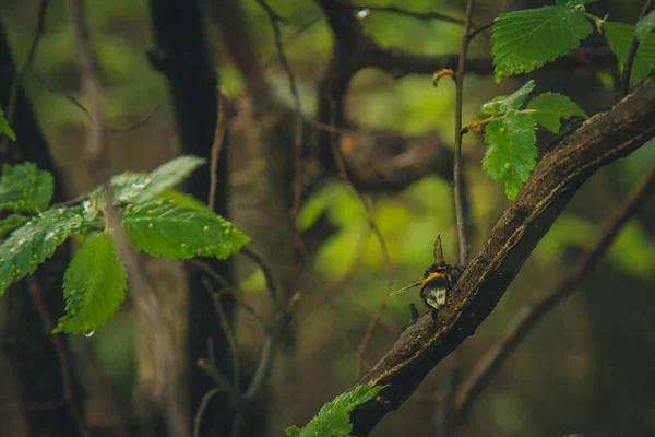 雨后水滴从树上的绿叶中流出。阳光明媚的夏天下雨。潮湿的天气在自然宏观 — 图库照片