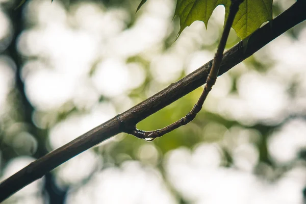 Wassertropfen nach dem Regen fließen aus den grünen Blättern an den Bäumen aus nächster Nähe. Sommerregen an einem sonnigen Tag. Nasses Wetter in der Natur — Stockfoto