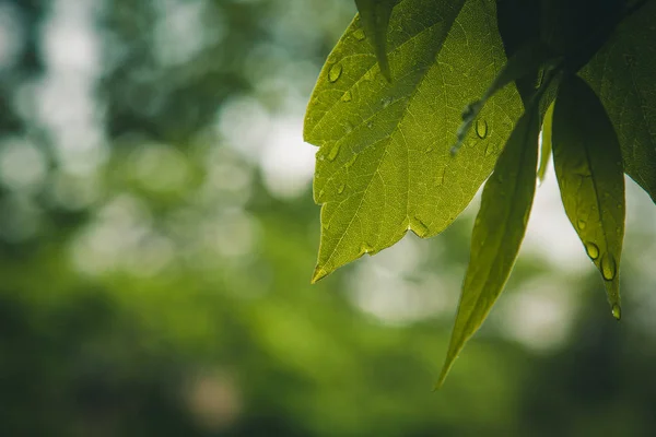 雨后水滴从树上的绿叶中流出。阳光明媚的夏天下雨。潮湿的天气在自然宏观 — 图库照片