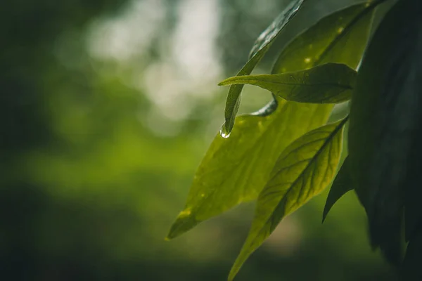 Gotas de agua después de la lluvia fluyen de las hojas verdes en los árboles de cerca. lluvia de verano en un día soleado. clima húmedo en la naturaleza macro — Foto de Stock
