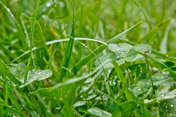 雨の後の水滴は、草のクローズアップの緑の葉の上に横たわっています。晴れた日の夏の雨。自然の中で雨の多い天候。露マクロ — ストック写真