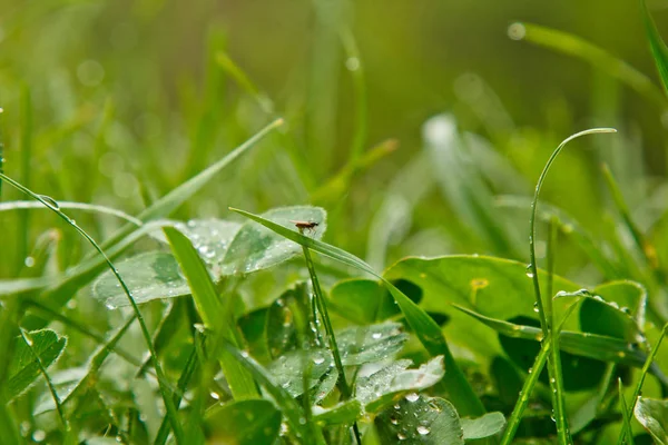 Krople wody po deszczu leżą na zielonych liści trawy zbliżenie. Letni deszcz w słoneczny dzień. mokrej pogodzie w przyrodzie. makro rosy — Zdjęcie stockowe