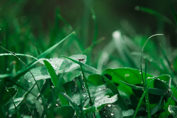 雨の後の水滴は、草のクローズアップの緑の葉の上に横たわっています。晴れた日の夏の雨。自然の中で雨の多い天候。露マクロ — ストック写真