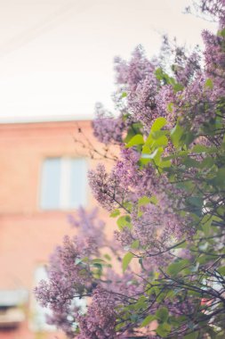 Pembe leylak çalı tomurcuk bulanık bokeh arka plan üzerinde yakın. dekoratif çiçeklerin bahar çiçek yakın çekim. bahçede çiçekaçma dalı. kopyalama alanı