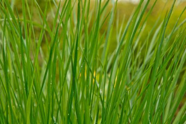 yağmurdan sonra su damlaları çim en yakın yeşil yaprakları üzerinde yalan. güneşli bir günde yaz yağmuru. doğada ıslak hava. çiy makro