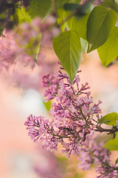 Brote de arbusto lila rosa de cerca sobre un fondo borroso bokeh. flor de primavera de flores decorativas de cerca. rama floreciente en el jardín. espacio de copia —  Fotos de Stock