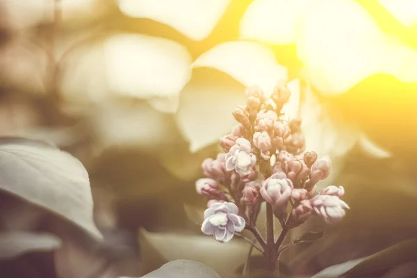 Brote de arbusto lila rosa de cerca sobre un fondo borroso bokeh. flor de primavera de flores decorativas de cerca. rama floreciente en el jardín. espacio de copia —  Fotos de Stock