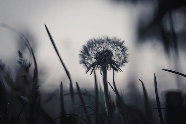 Bolyhos érett fehér pitypang nő a fűben egy homályos bokeh háttér közelről. másolás, helymakró — Stock Fotó