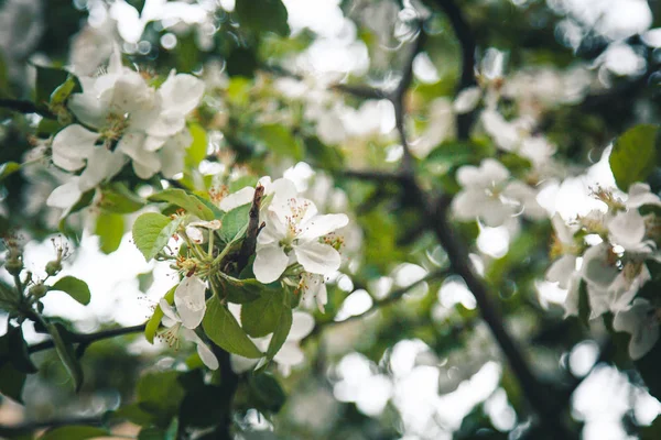 Witte bloem van abrikozenboom close-up op wazig bokeh achtergrond. voorjaarsbloei van fruitbomen close-up. Bloeiende tak in de tuin. kopieerruimte — Stockfoto