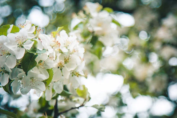 Witte bloem van abrikozenboom close-up op wazig bokeh achtergrond. voorjaarsbloei van fruitbomen close-up. Bloeiende tak in de tuin. kopieerruimte — Stockfoto