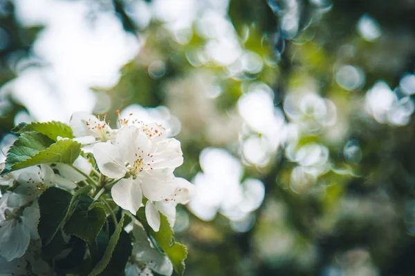 Flor blanca de albaricoque primer plano sobre fondo borroso bokeh. floración primaveral de árboles frutales de cerca. rama floreciente en el jardín. espacio de copia —  Fotos de Stock