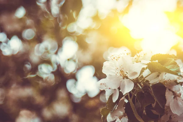 Witte bloem van abrikozenboom close-up op wazig bokeh achtergrond. voorjaarsbloei van fruitbomen close-up. Bloeiende tak in de tuin. kopieerruimte — Stockfoto