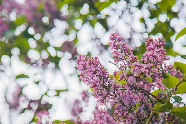 분홍색 라일락 부시 버드가 흐린 보케 배경에 닫힙니다. 장식 꽃클로즈업의 봄 꽃. 정원에서 나뭇가지를 피우는다. 복사 공간 — 스톡 사진