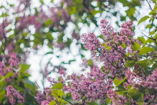 Brote de arbusto lila rosa de cerca sobre un fondo borroso bokeh. flor de primavera de flores decorativas de cerca. rama floreciente en el jardín. espacio de copia —  Fotos de Stock