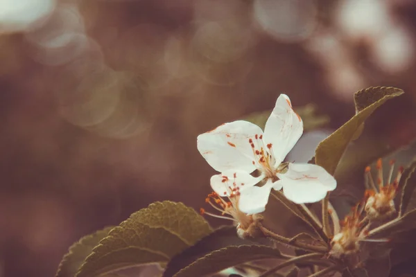 White flower of apricot tree closeup on blurred bokeh background. spring flowering of fruit trees close-up. blooming branch in the garden. copy space — 스톡 사진