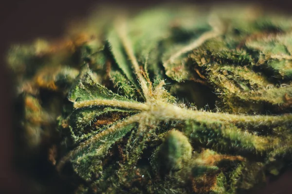 Cannabis-Knospen liegen in Großaufnahme auf dem Tisch. legalisierte weiche Drogen. getrocknetes Hanfblatt im Makro — Stockfoto