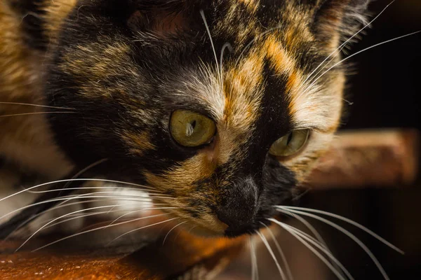 Tricolor Cat sedící na dřevěném stole zblízka. čenich s dlouhým knírem — Stock fotografie